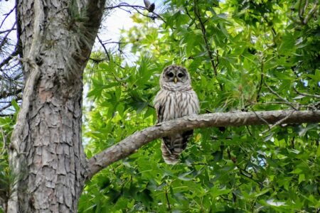 Flares used in roadside owl rescue